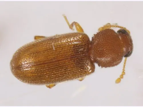 Corticaria elongata