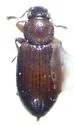 Corticaria ferruginea