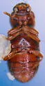 Corticaria ferruginea - photo 5
