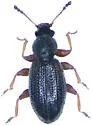 Corticaria impressa