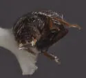 Corticaria pubescens - photo 3