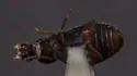Corticaria pubescens - photo 4