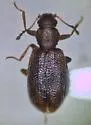 Corticaria punctulata