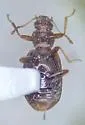 Corticaria punctulata - photo 2