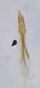 Corticaria punctulata - photo 4