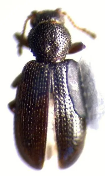 Corticaria rubripes - photo 2