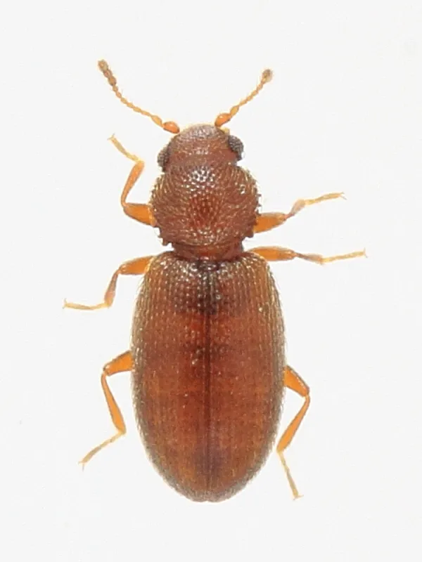 Corticaria serrata - photo 2