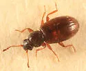 Corticaria varicolor