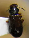 Corticaria varicolor - photo 2