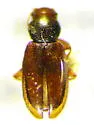 Corticaria varicolor - photo 4
