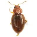 Corticarina cavicollis