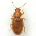 Corticarina cavicollis - photo 2