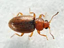 Corticarina cavicollis - photo 3