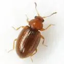 Corticarina cavicollis - photo 4