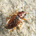 Corticarina cavicollis - photo 5