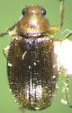 Corticarina fuscula