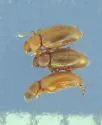 Corticarina longipennis