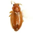 Corticarina longipennis - photo 2