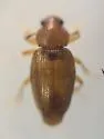 Corticarina longipennis - photo 3