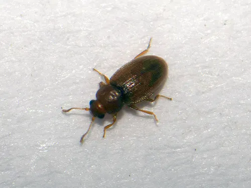Corticarina truncatella