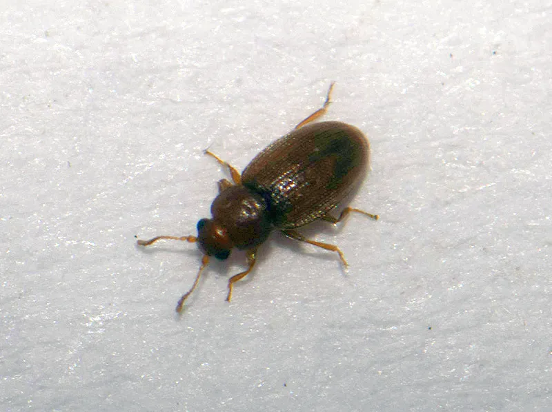 Corticarina truncatella - photo 3