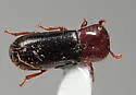 Corticeus cavus