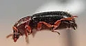 Corticeus cavus - photo 2