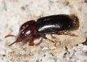 Corticeus cavus - photo 3