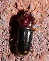 Corticeus cavus - photo 4