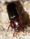 Corticeus cavus - photo 5
