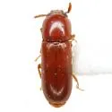 Corticeus glaber - photo 2