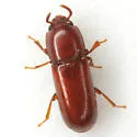 Corticeus glaber - photo 3