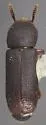 Corticeus hatchi
