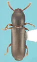 Corticeus opaculus - Corticeus opaculus