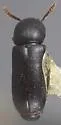Corticeus opaculus - photo 2