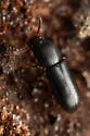 Corticeus opaculus - photo 3