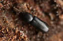 Corticeus opaculus - photo 4