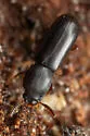 Corticeus opaculus - photo 5