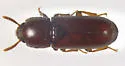 Corticeus parallelus - photo 3