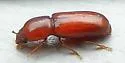 Corticeus parallelus - photo 4