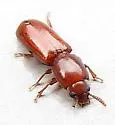 Corticeus parallelus - photo 5