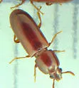 Corticeus praetermissus