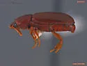 Corticeus praetermissus - photo 3