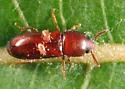 Corticeus praetermissus - photo 4