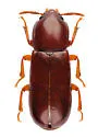 Corticeus praetermissus - photo 5