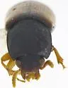 Corticeus rosei - photo 2