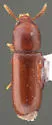Corticeus subopacus