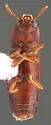 Corticeus subopacus - photo 2