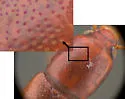 Corticeus subopacus - photo 3