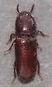 Corticeus substriatus - Corticeus substriatus